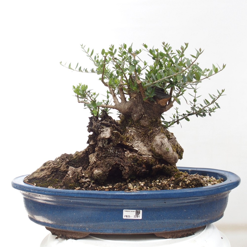 Beltéri bonsai - Olea europaea sylvestris