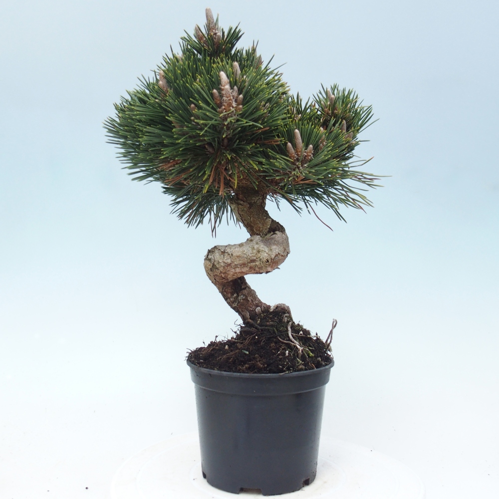 Kültéri bonsai - Pinus thunbergii senjyumaru - Thunberg fenyő