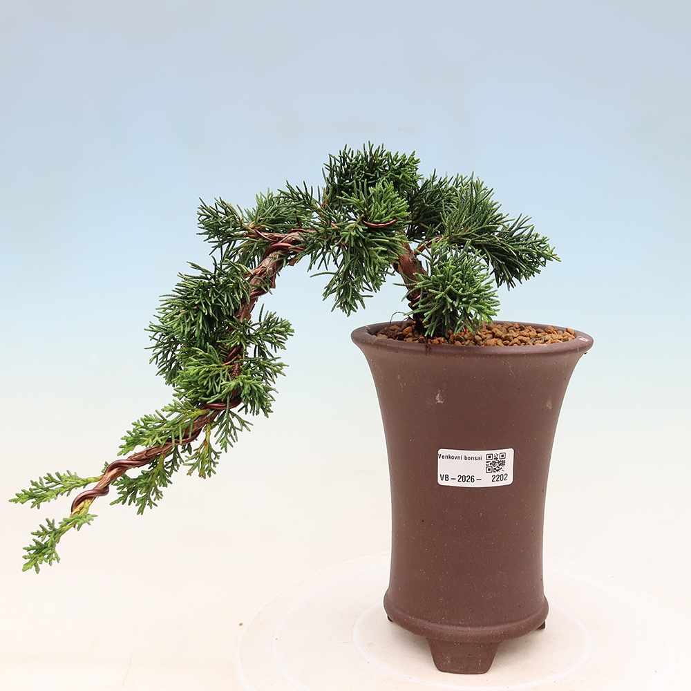 Kültéri bonsai - Juniperus chinensis Kishu
