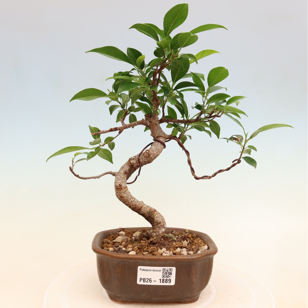 Szobai bonsai - Ficus retusa - kislevelű fikusz