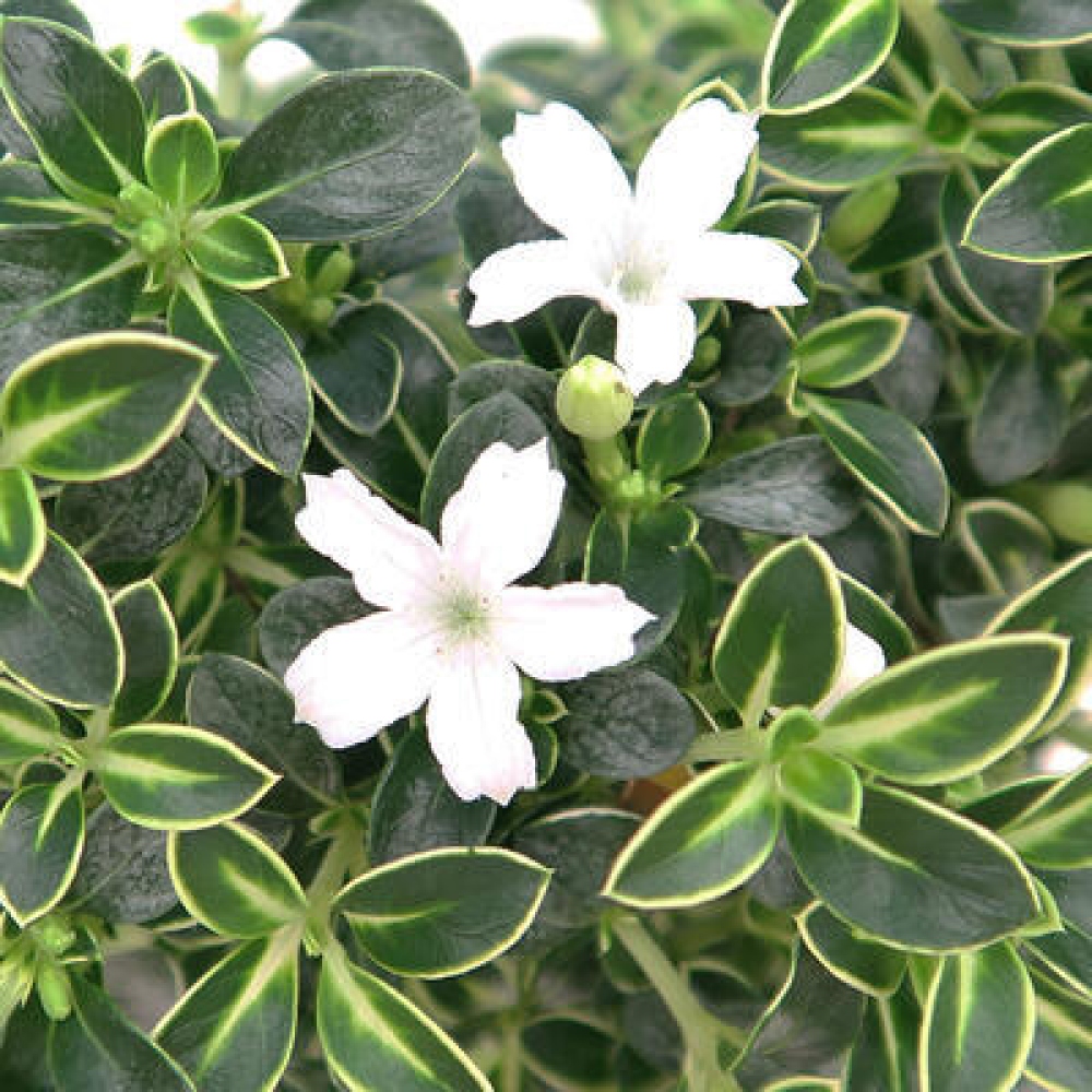Szobai bonsai - Serissa foetida Variegata - Az ezer csillag fája