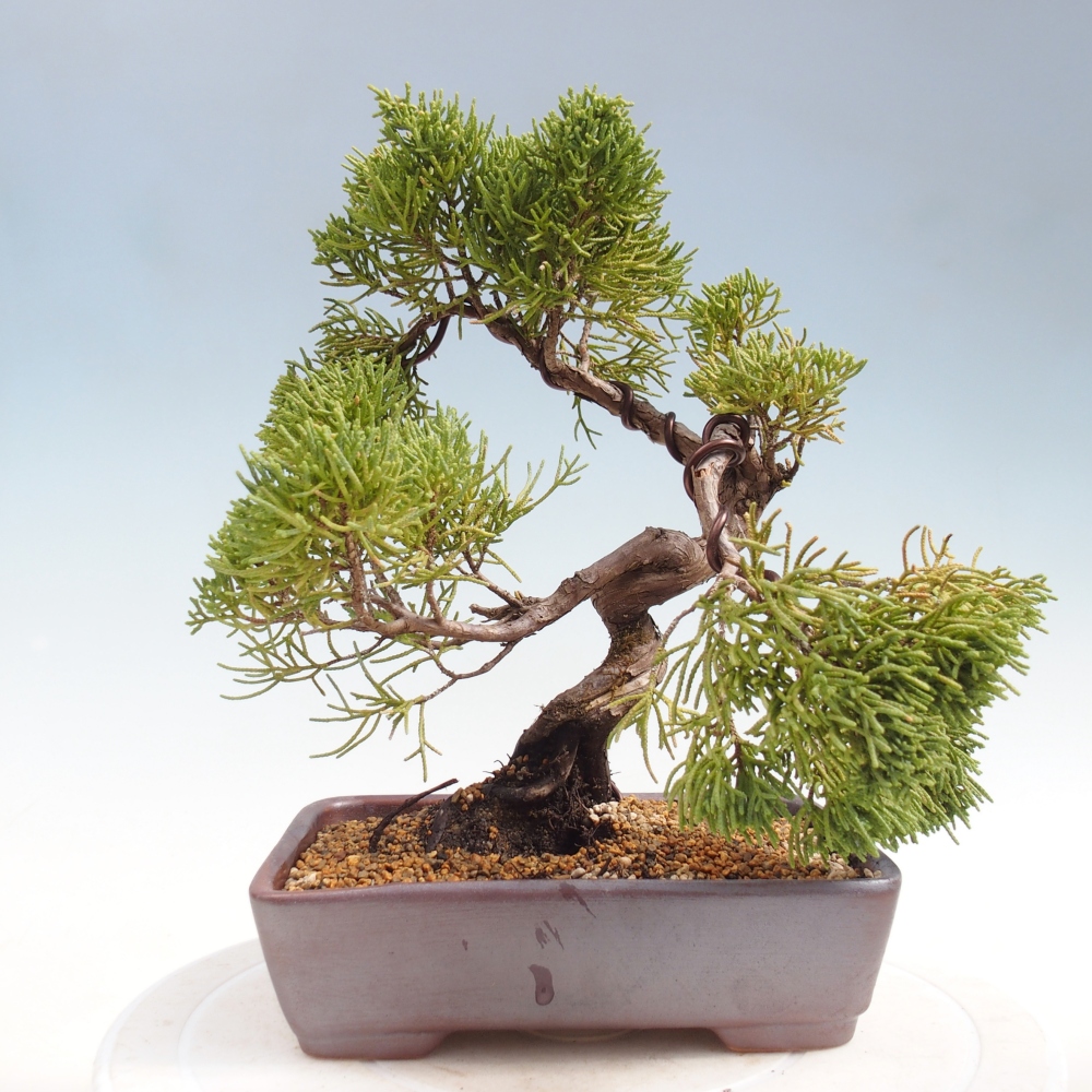 Kültéri bonsai - Juniperus chinensis Kishu