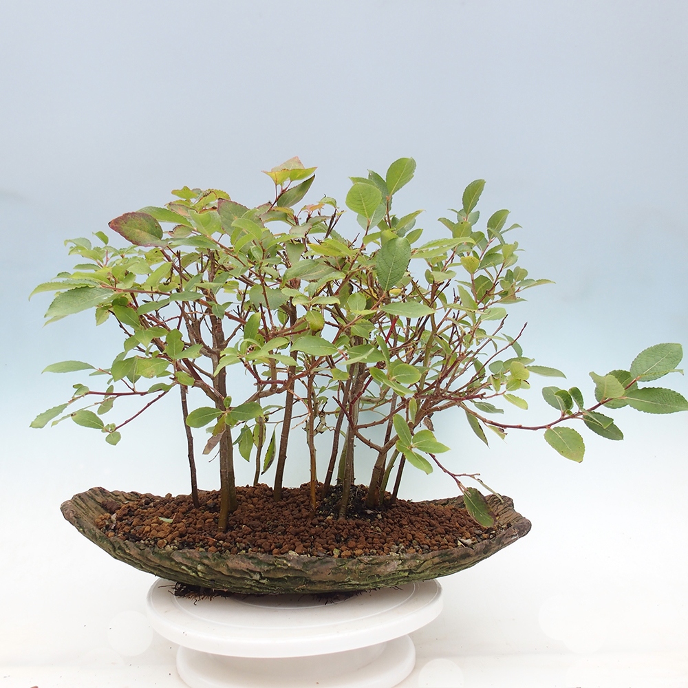 Kültéri bonsai - Salix - Fűzfa