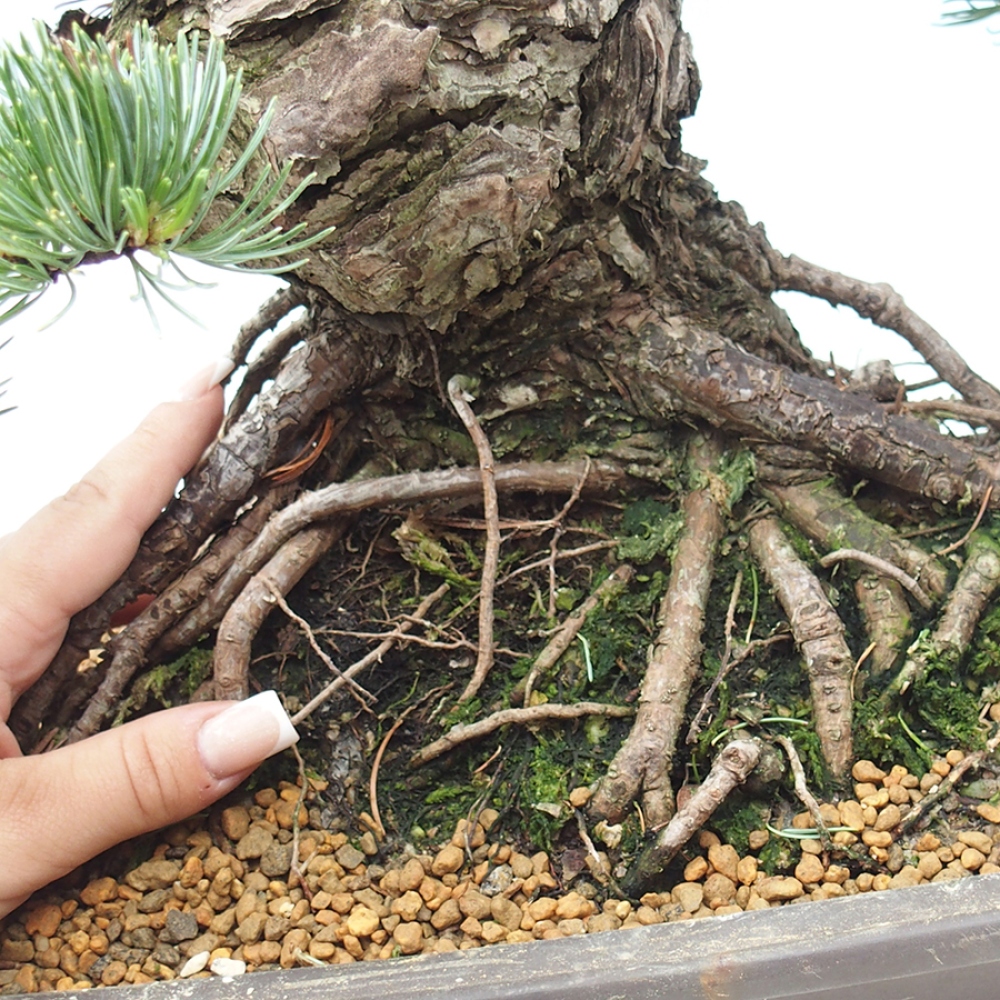 Kültéri bonsai - Pinus parviflora - Pinus parviflora