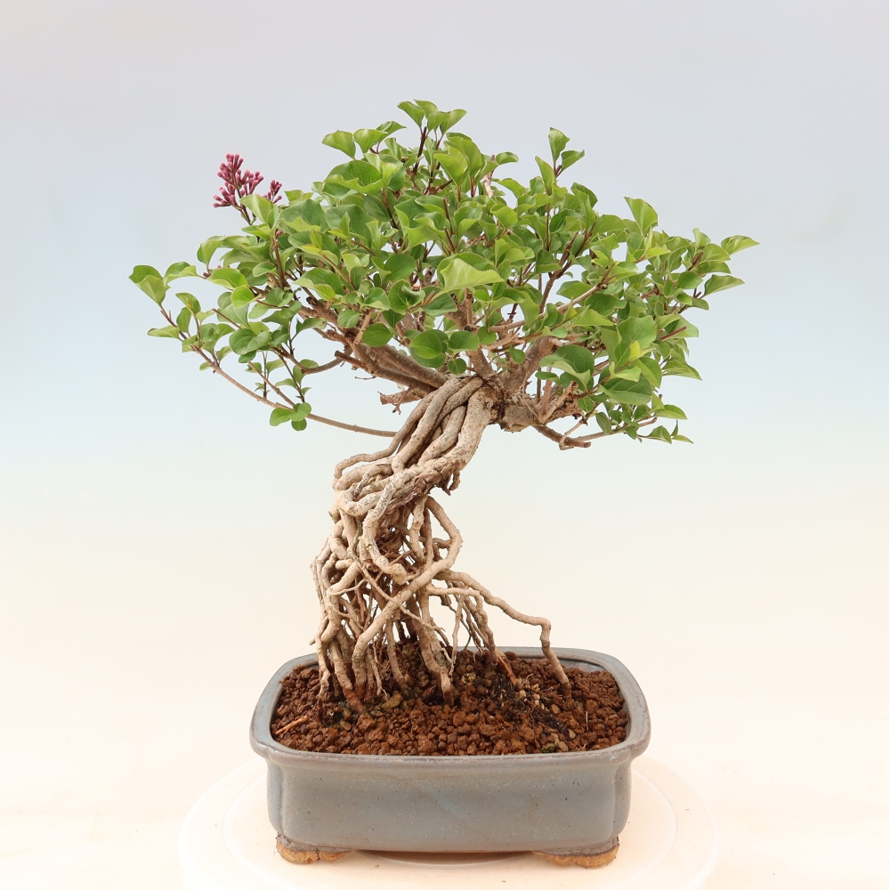 Kültéri bonsai - Syringa microphylla - kisvirágú lila