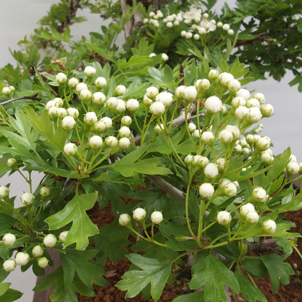 Kültéri bonsai - Galagonya - Crataegus monogyna