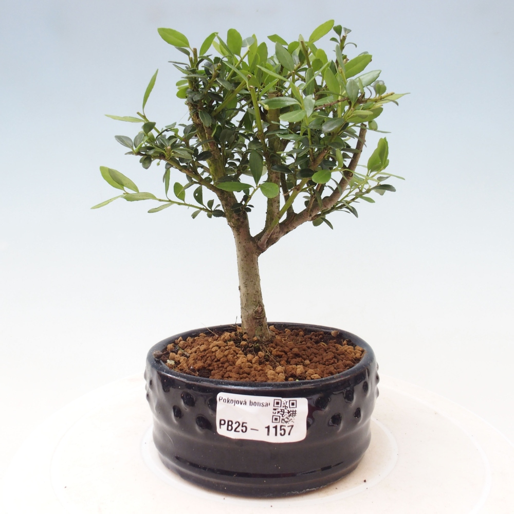 Szobai bonsai - Ilex crenata - Holly