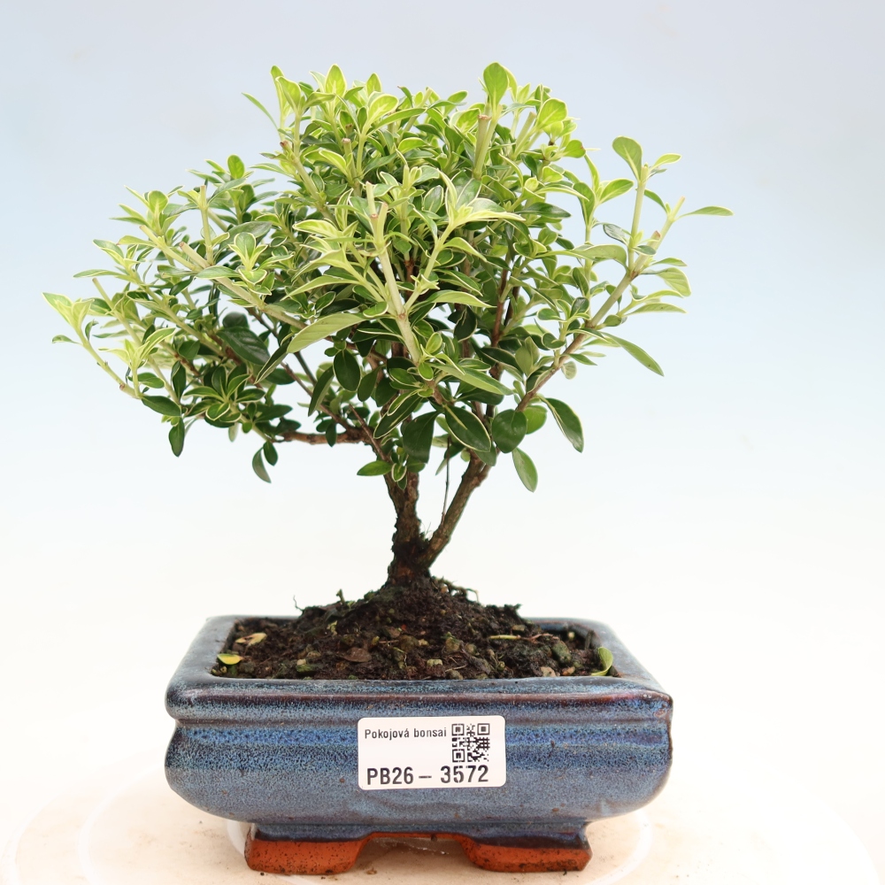 Szobai bonsai - Serissa foetida Variegata - Az ezer csillag fája