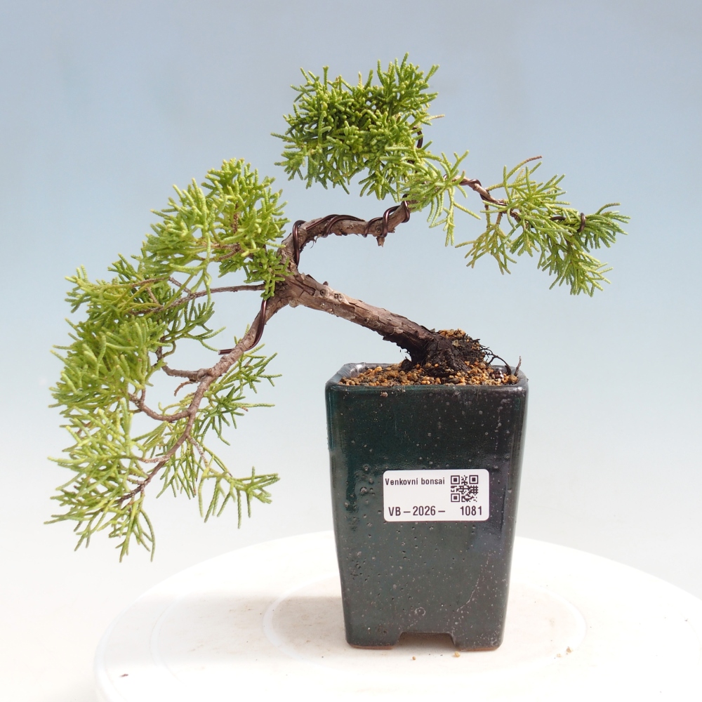 Kültéri bonsai - Juniperus chinensis Kishu
