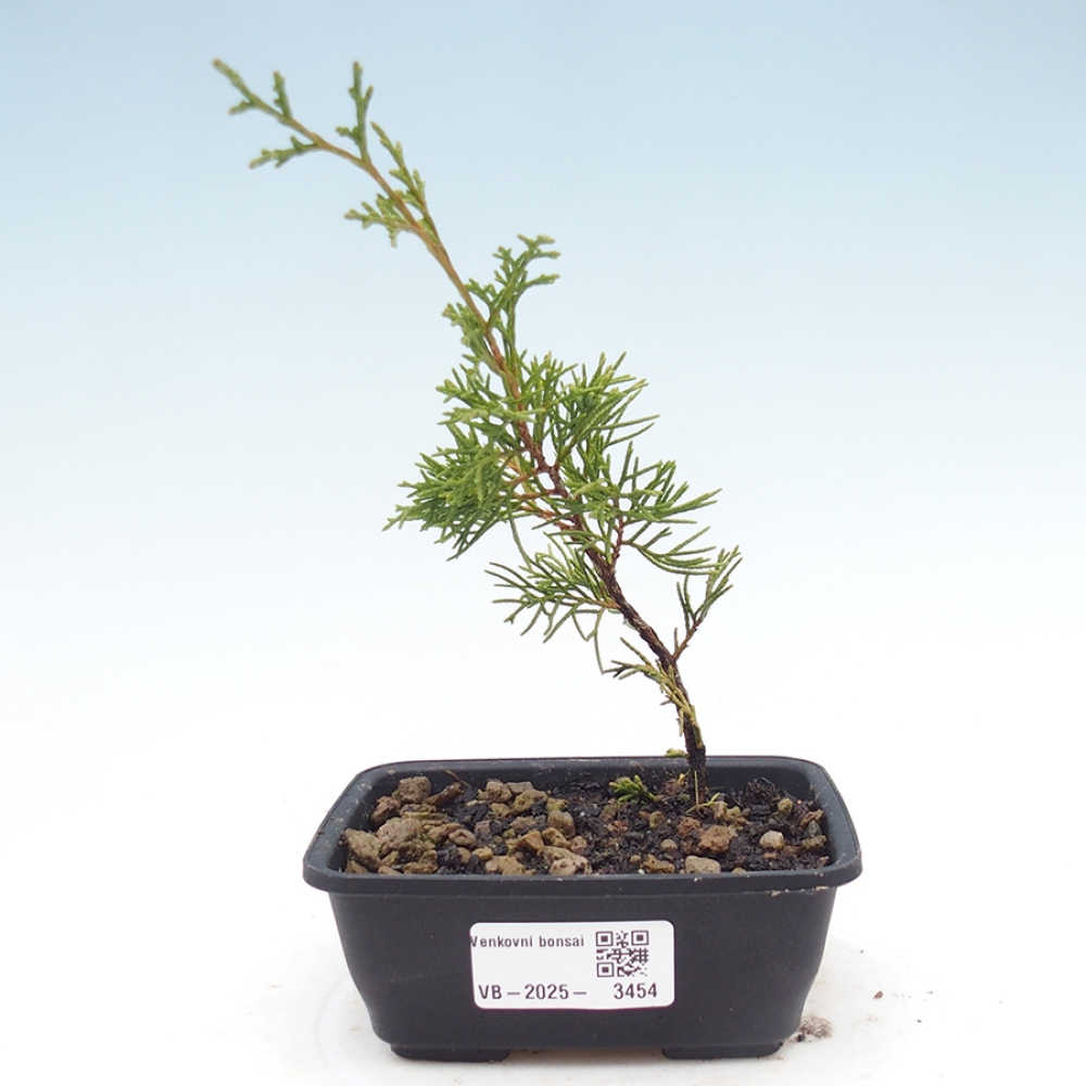 Kültéri bonsai - Juniperus chinensis Itoigawa