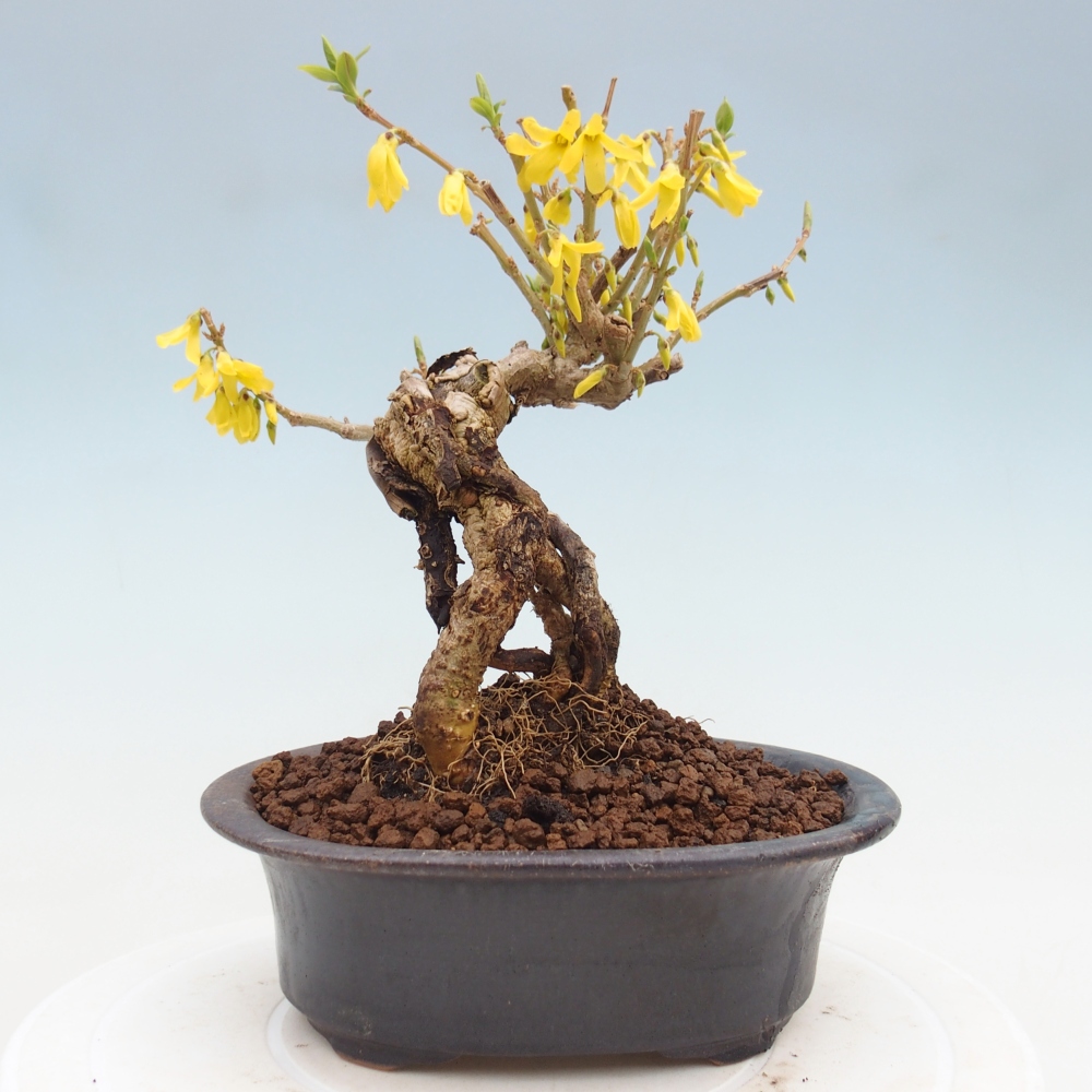 Kültéri bonsai - Zlatice - Forsythia koreana