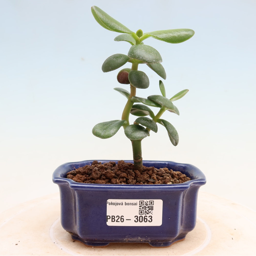 Szobabonsai – Tojás alakú vastaglevél – Crassula ovata
