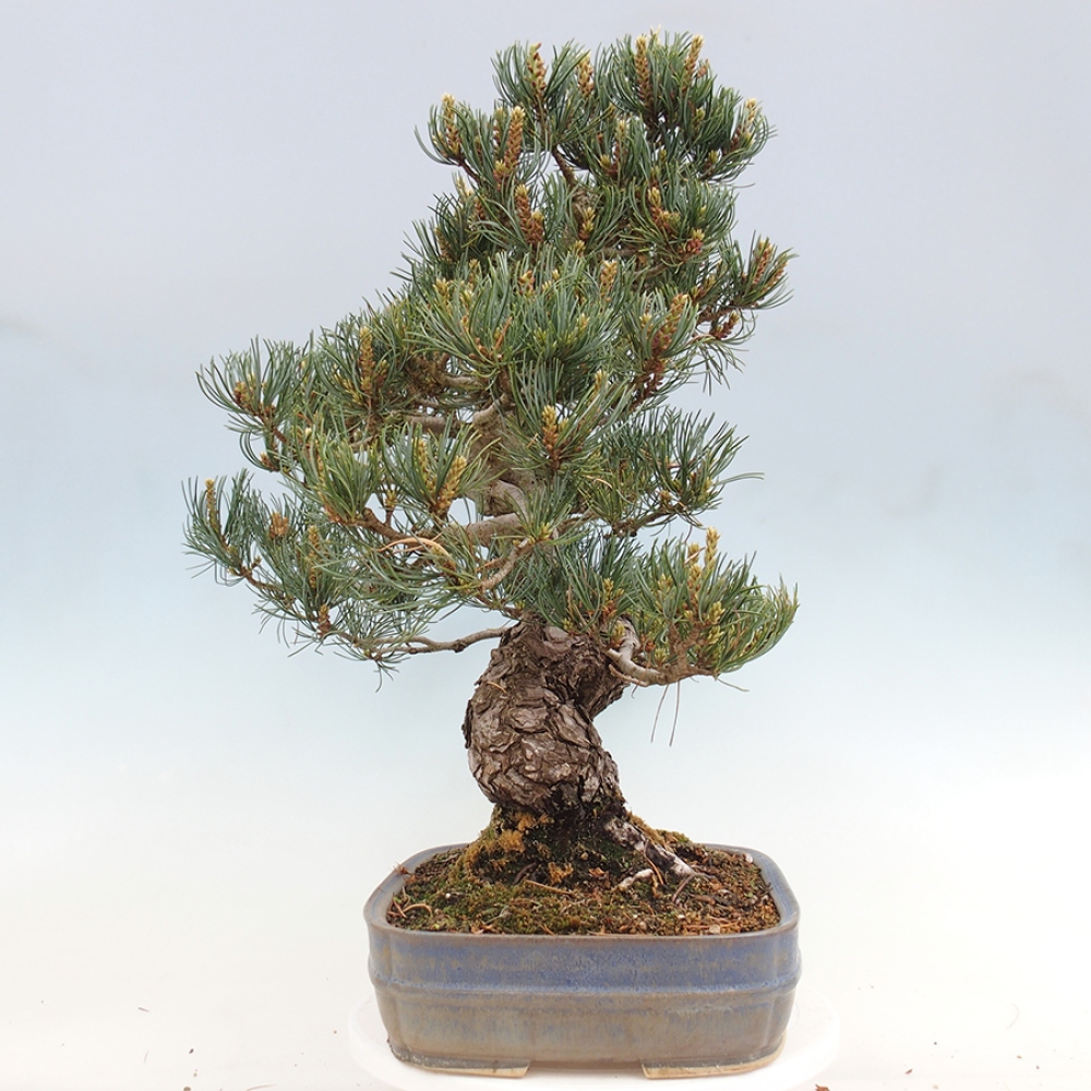 Kültéri bonsai - Pinus parviflora - Pinus parviflora