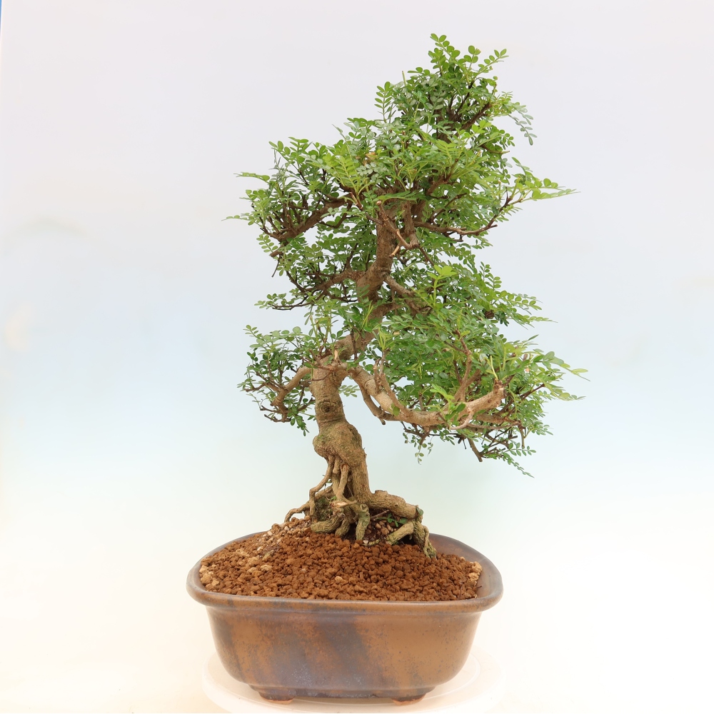 Szobai bonsai - Zantoxylum piperitum - borsfa