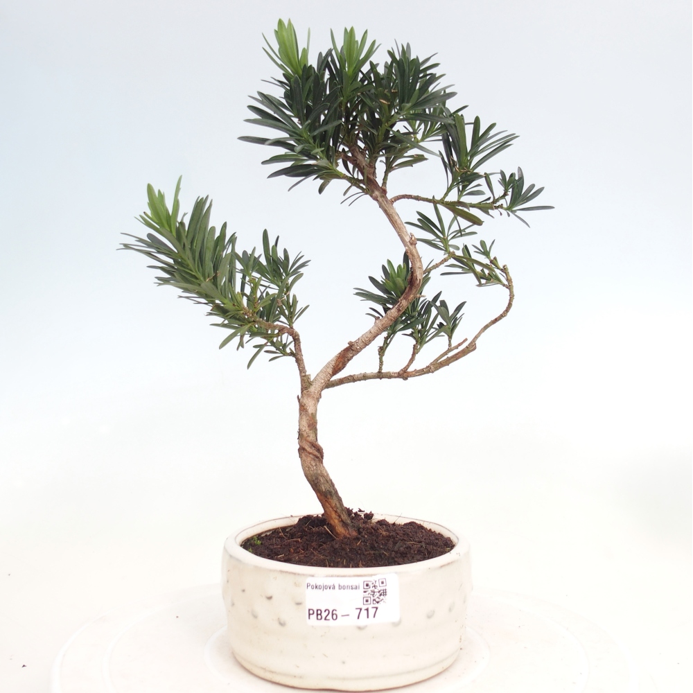 Szobai bonsai - Podocarpus - Kőtiszafa