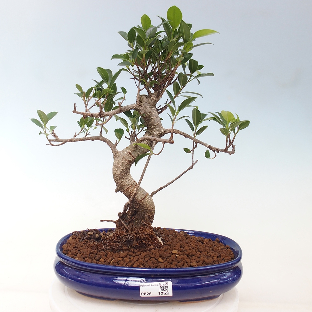 Szobai bonsai - Ficus kimmen - kislevelű fikusz
