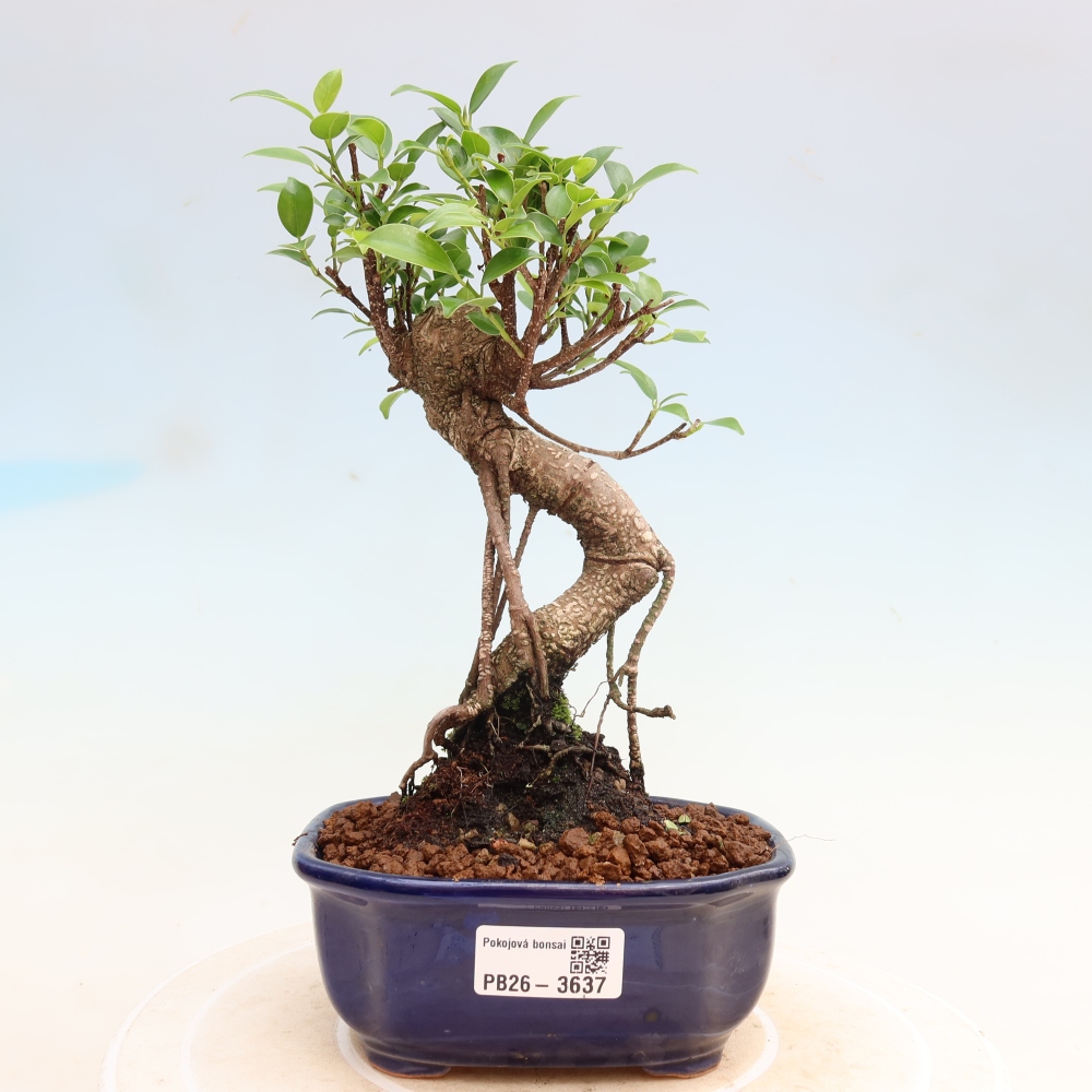 Szobai bonsai - Ficus kimmen - kislevelű fikusz