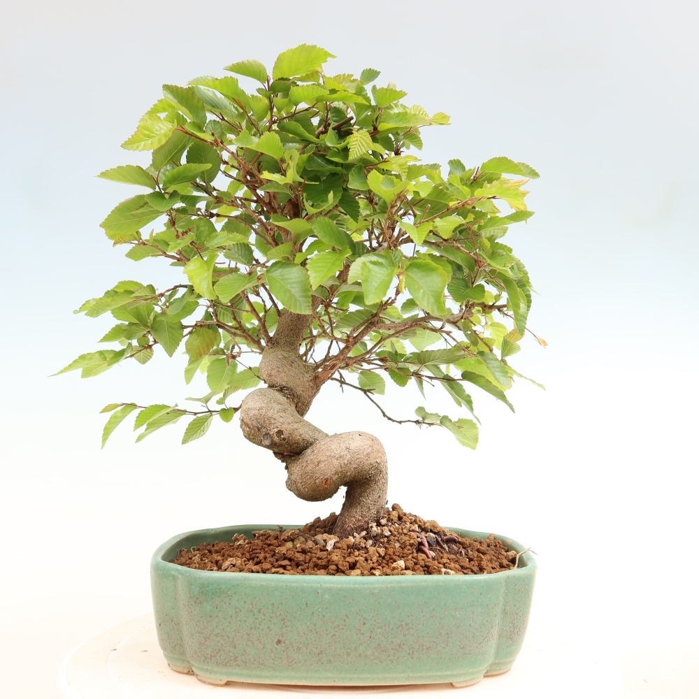 Kültéri bonsai -Carpinus Coreana - Koreai gyertyánfa