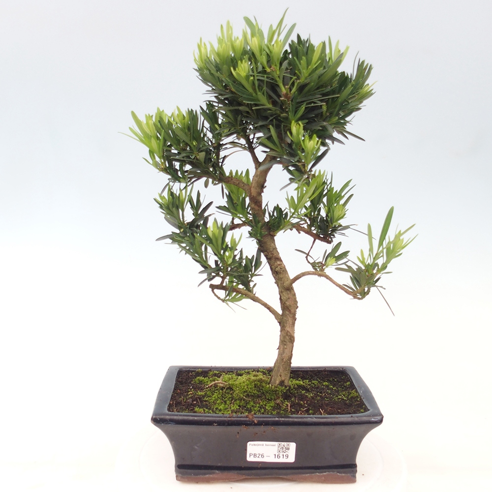 Szobai bonsai - Podocarpus - Kőtiszafa