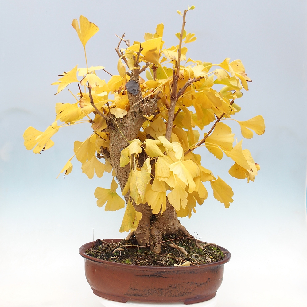 Kültéri bonsai - Ginkgo biloba - Ginkgo biloba