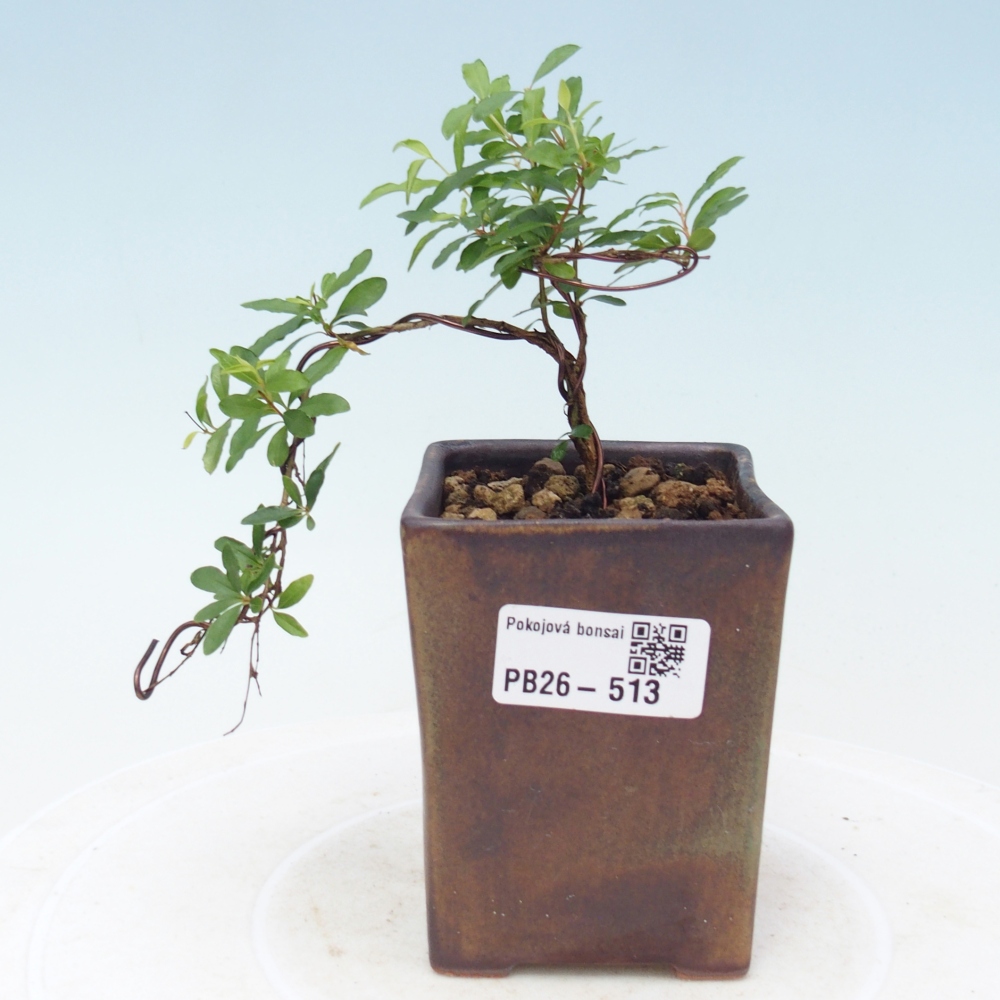 Szobai bonsai-PUNICA granatum nana-gránátalma
