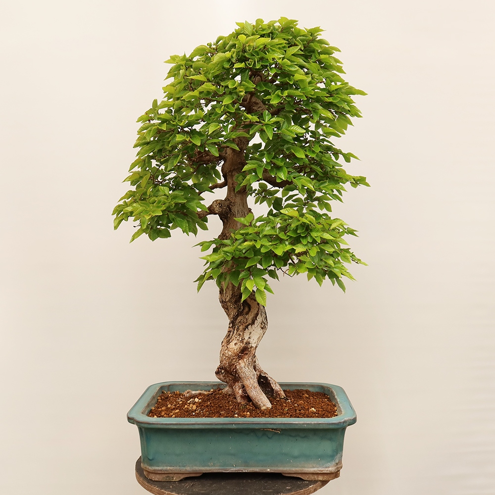 Kültéri bonsai -Carpinus Coreana - Koreai gyertyánfa