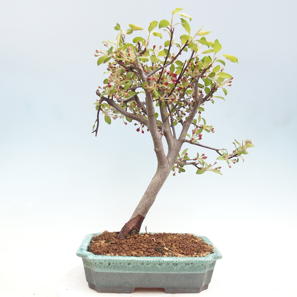 Kültéri bonsai -Malus domestica - Kis gyümölcsű piros levelű almafa