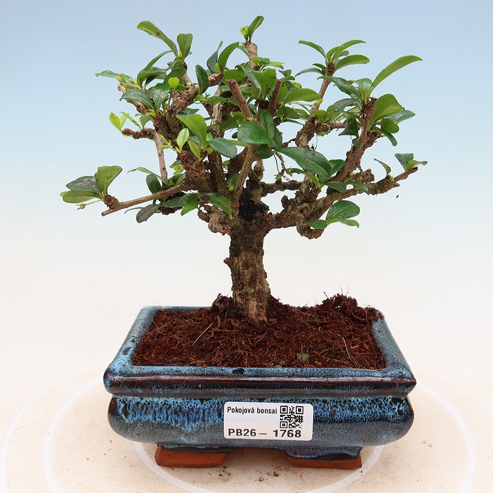 Szobai bonsai - Carmona macrophylla - Tea fuki