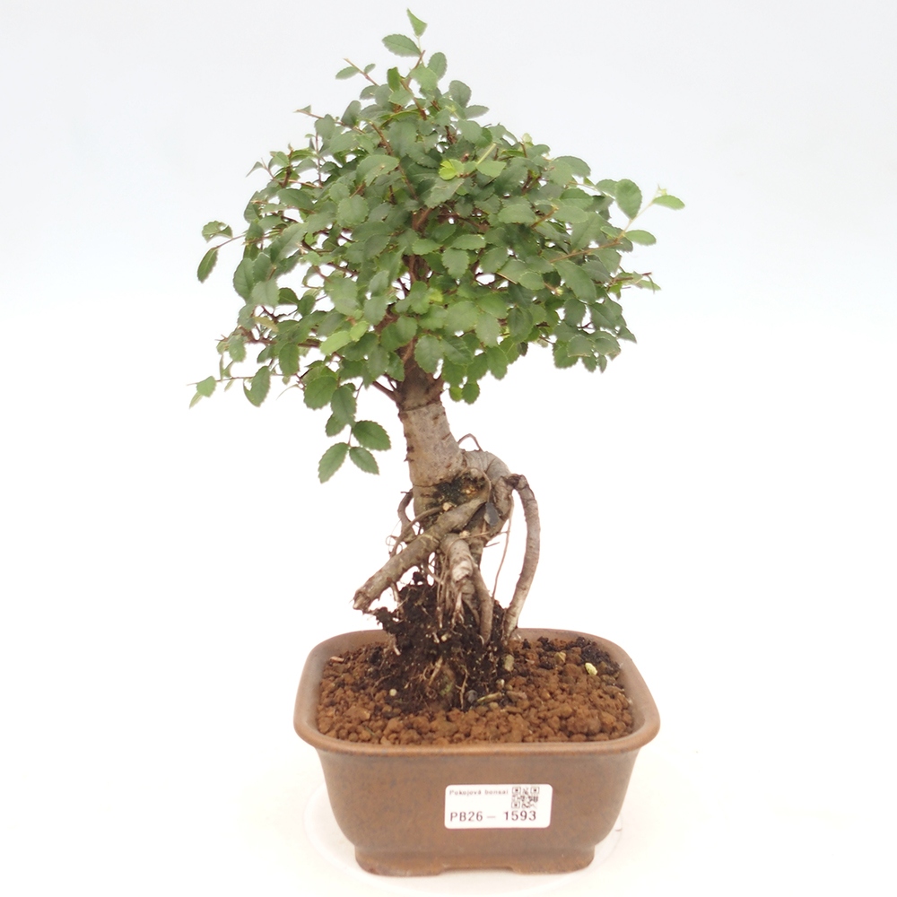 Szobai bonsai - Ulmus parvifolia - Kislevelű szilfa