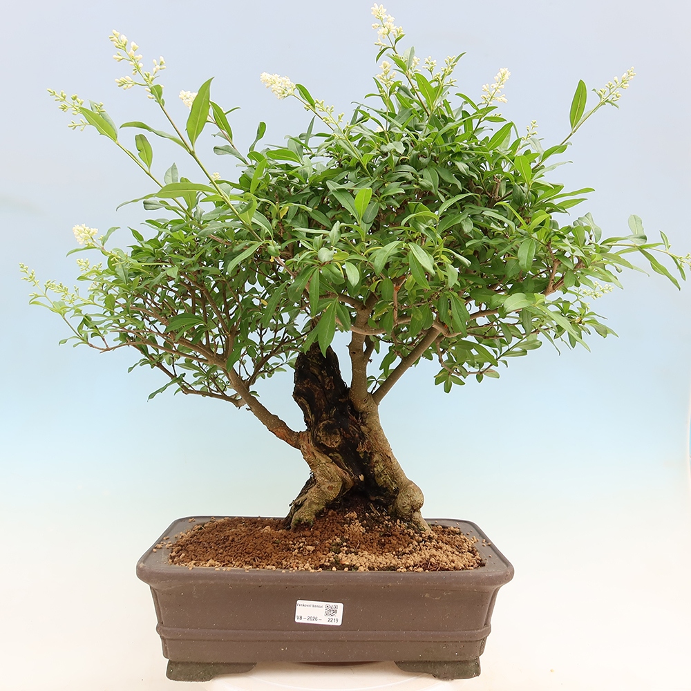 Kültéri bonsai - Ligustrum vulgare - Madárcsőr