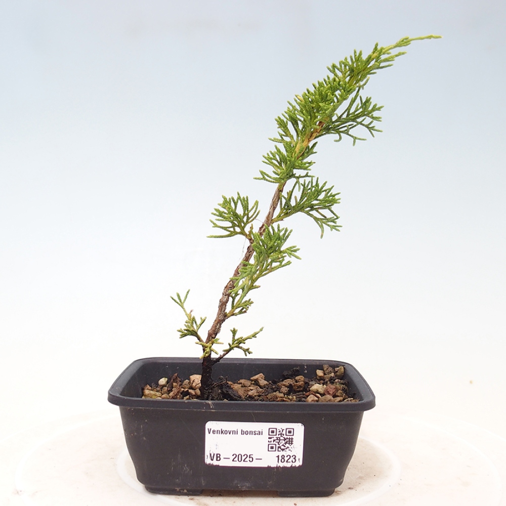 Kültéri bonsai - Juniperus chinensis Itoigawa