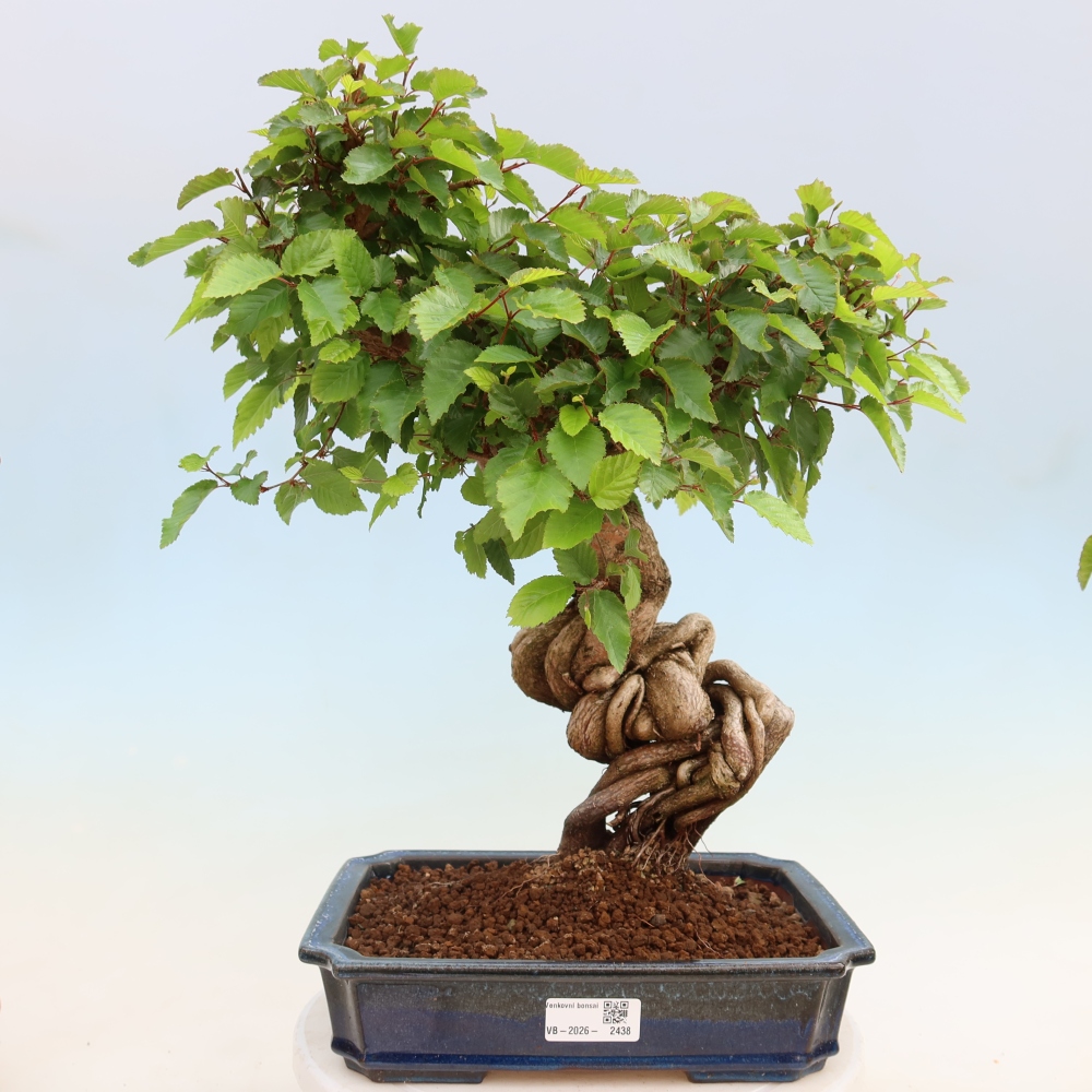 Kültéri bonsai -Carpinus Coreana - Koreai gyertyánfa