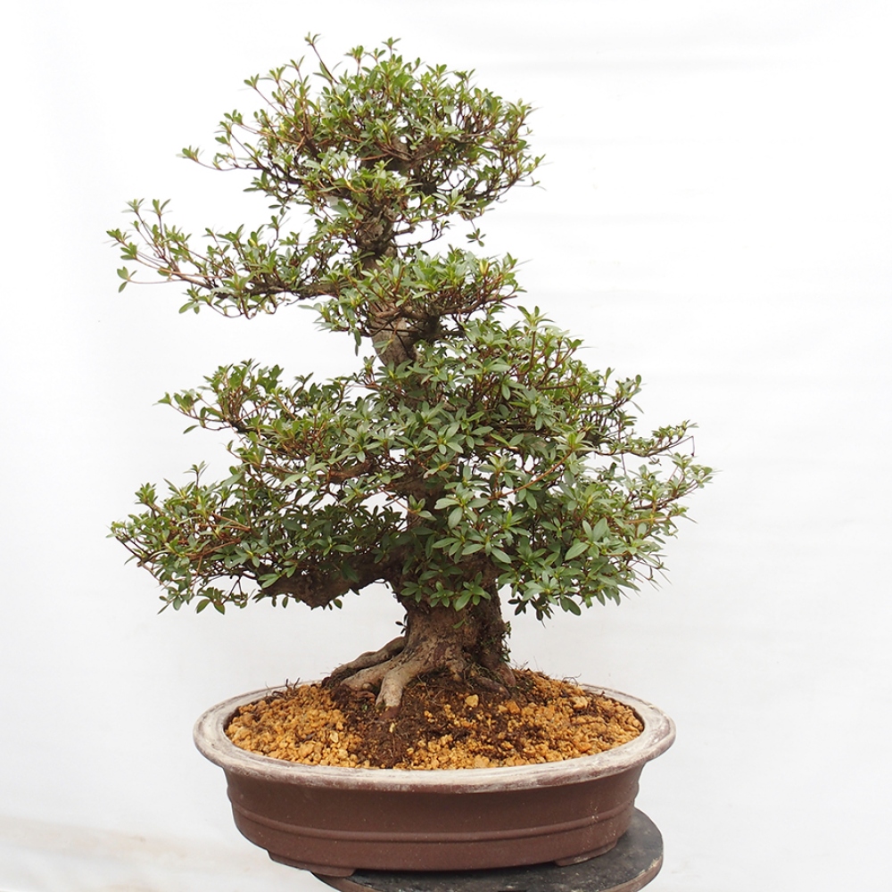 Kültéri bonsai - Japán azálea - Azalea Byakuren