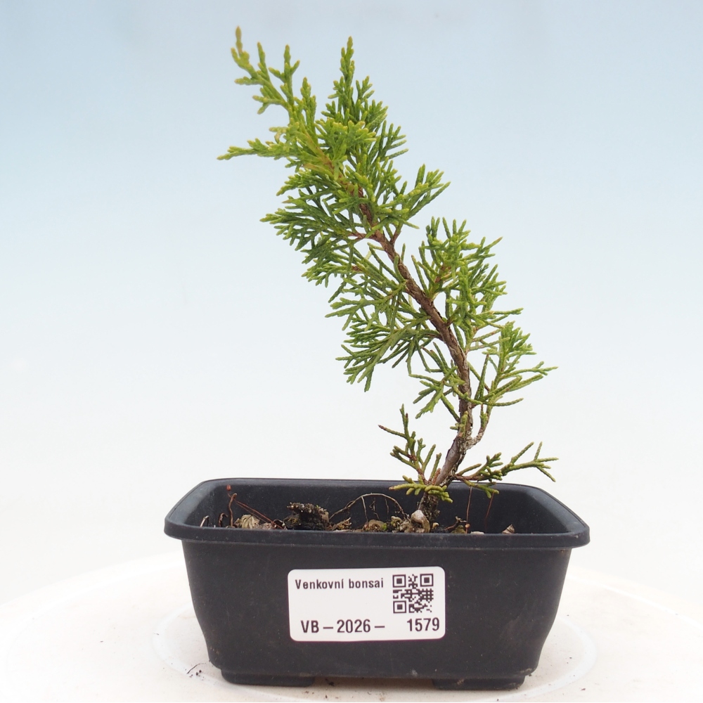 Kültéri bonsai - Juniperus chinensis Itoigawa