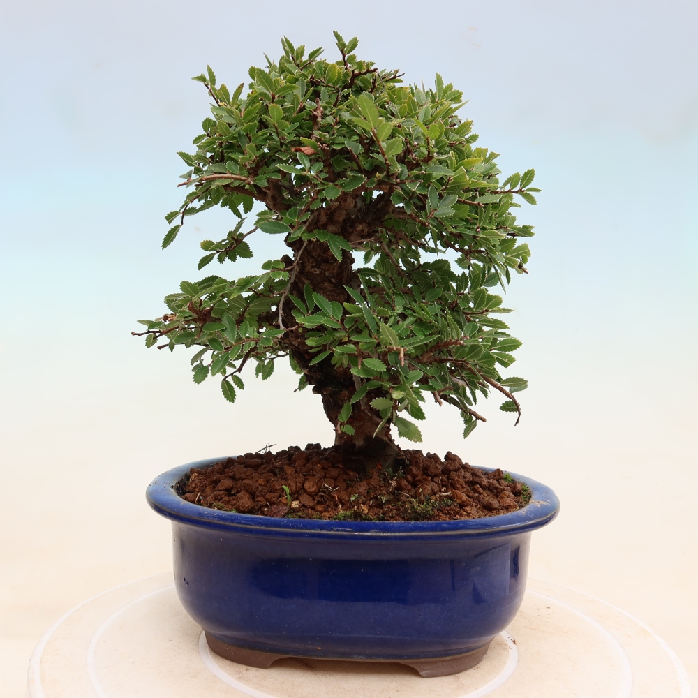 Kültéri bonsai - Zelkova - Zelkova NIRE