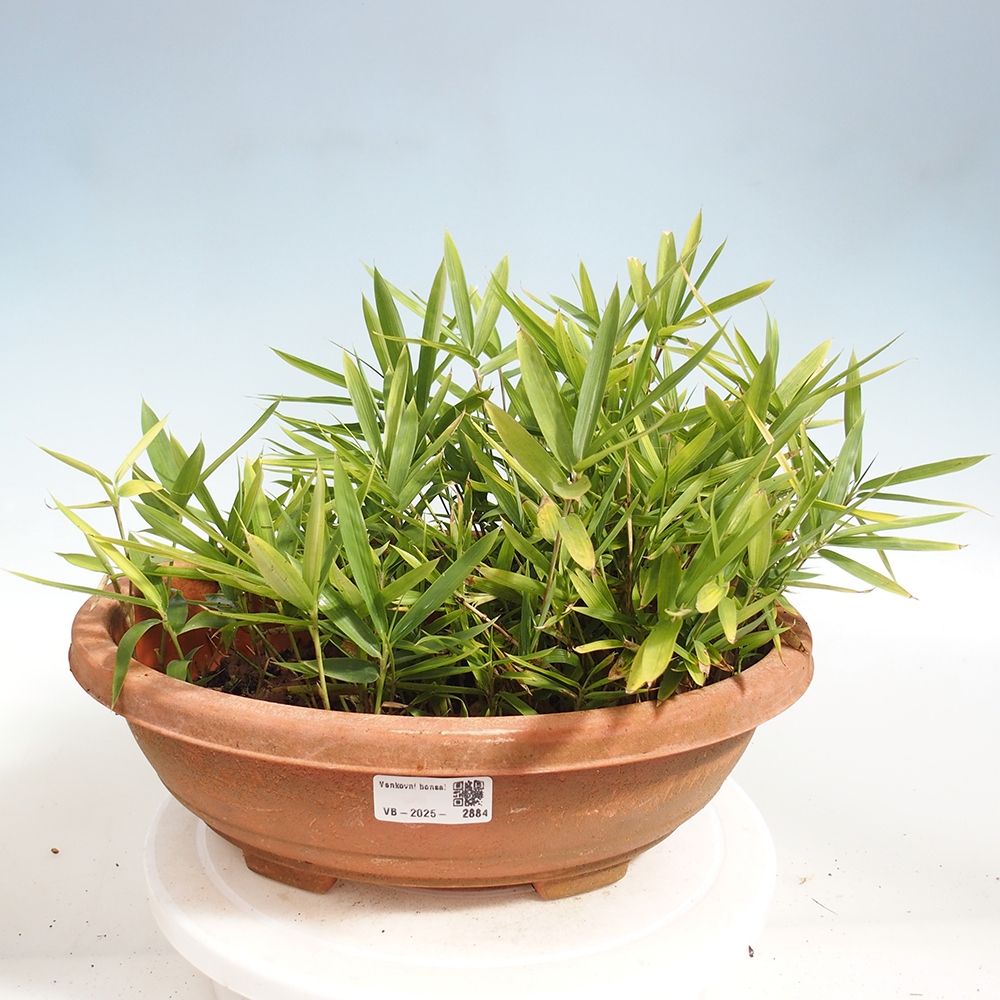 Kültéri bonsai - Pleioblastus argenteostriatus f.pumilus - Törpebambusz