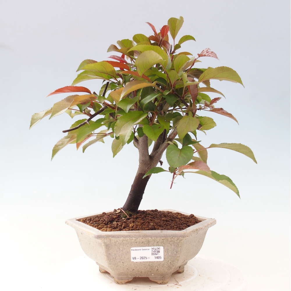 Kültéri bonsai -Malus domestica - Kis gyümölcsű piros levelű almafa