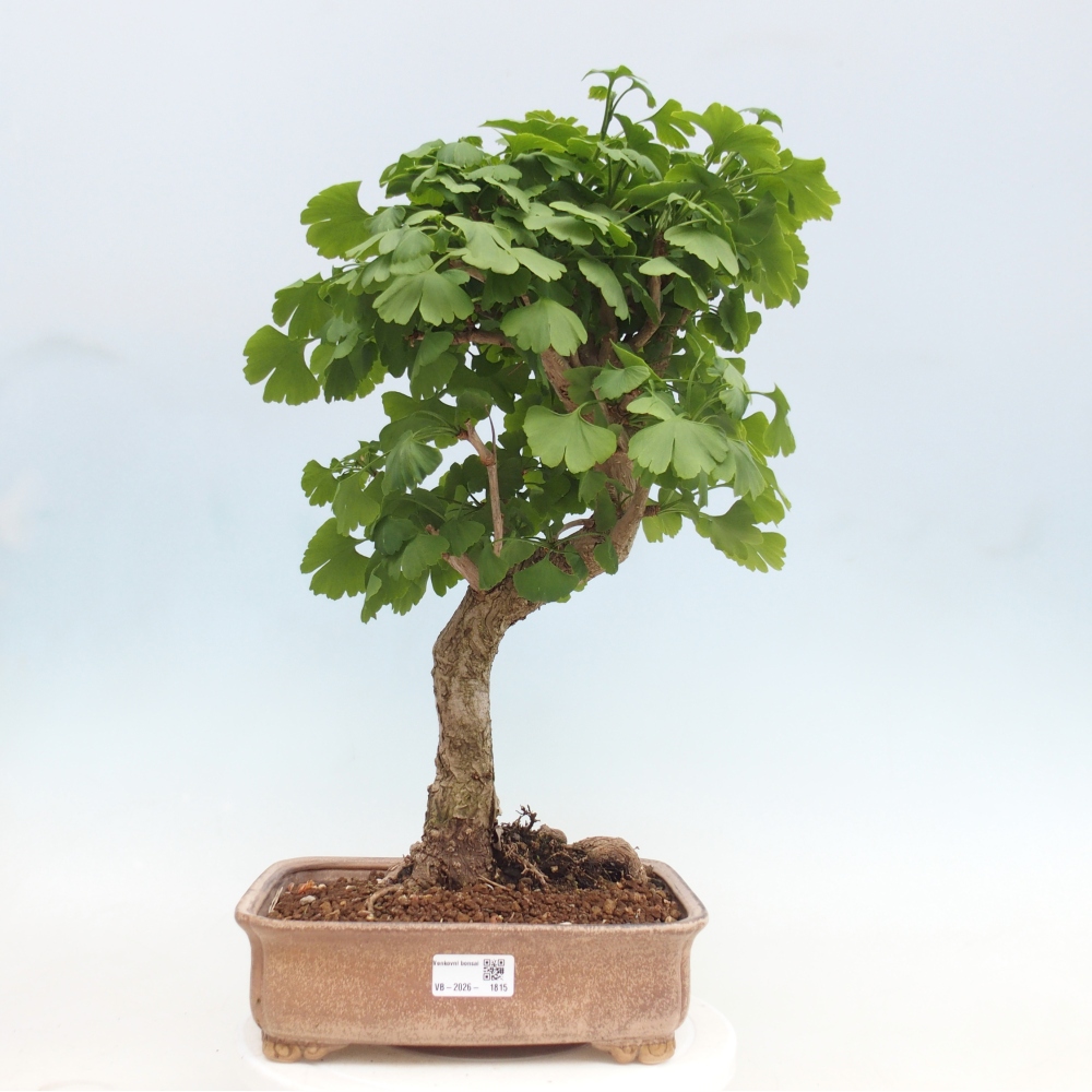 Kültéri bonsai - Ginkgo biloba - Ginkgo biloba