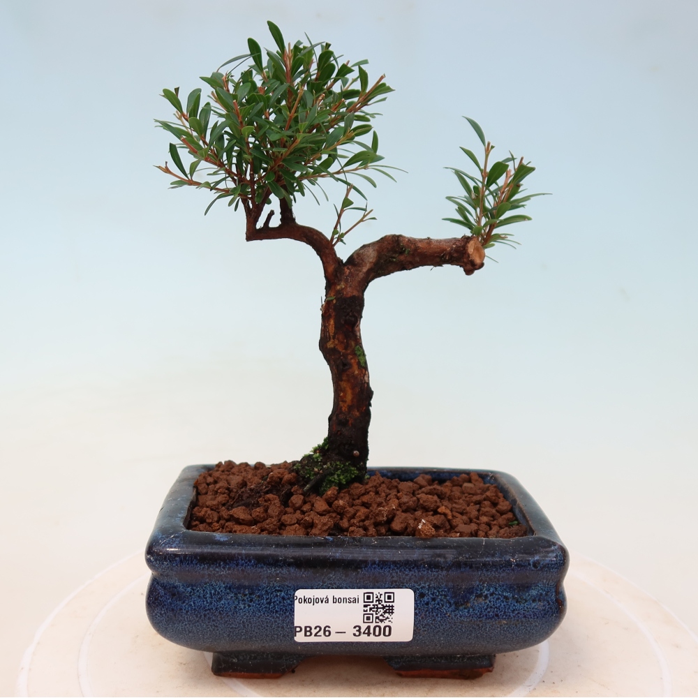 Szobai bonsai - Syzygium - Pimento