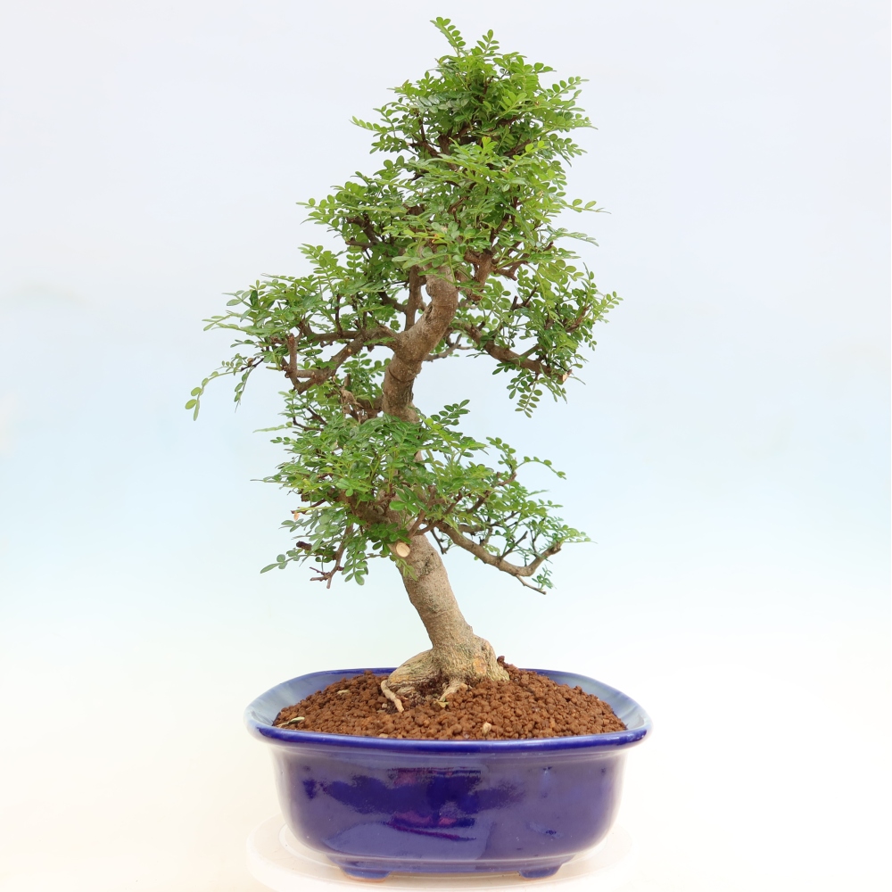 Szobai bonsai - Zantoxylum piperitum - borsfa
