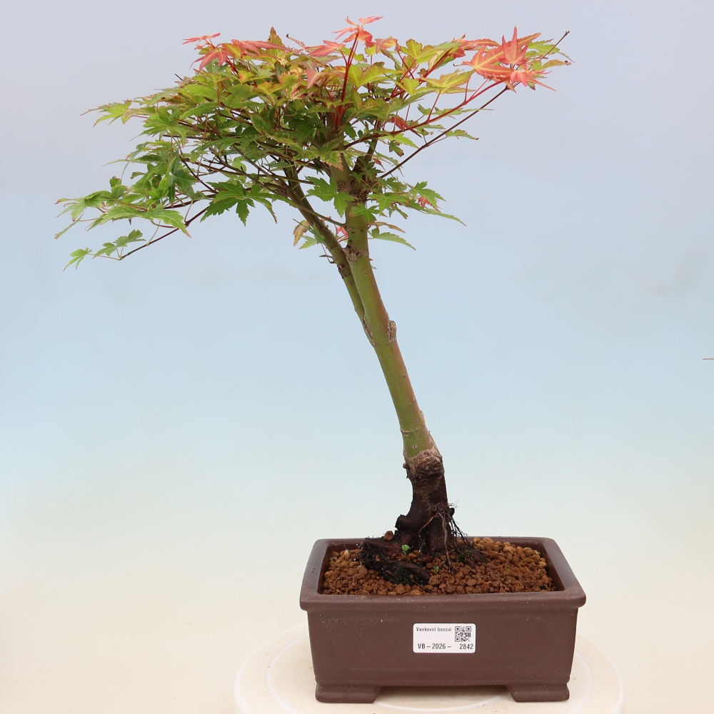 Juhar - Acer palmatum Beni Tsukasa