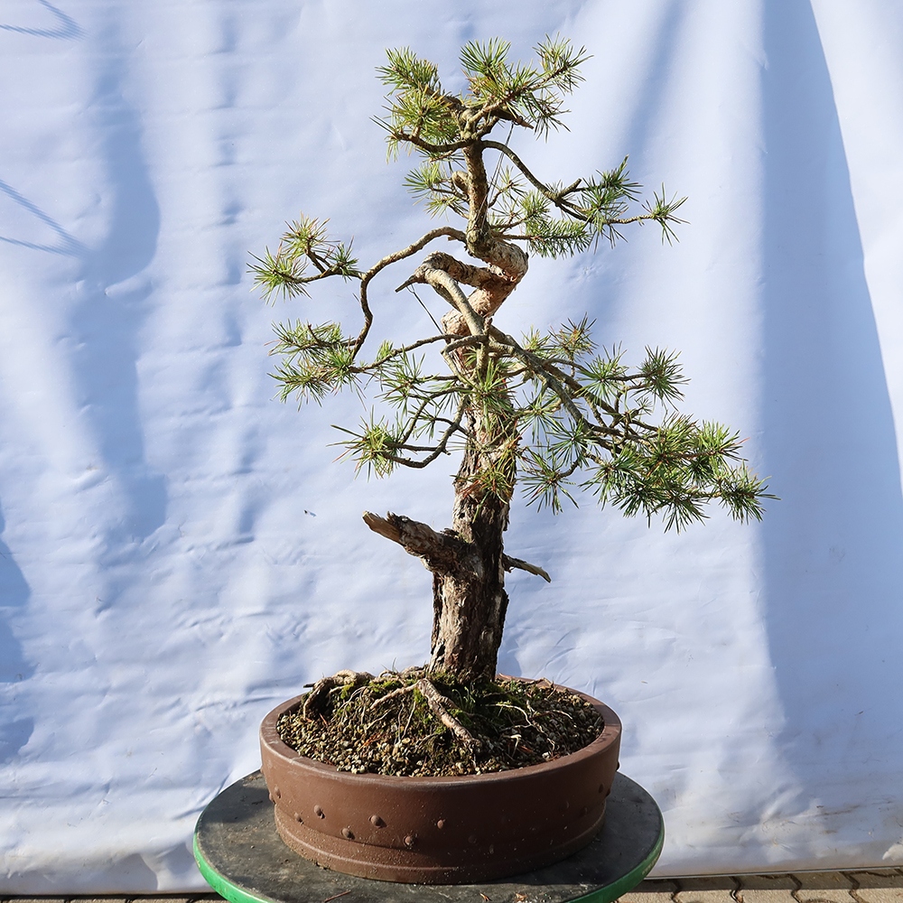 Pinus sylvestris Spanyolország – erdei fenyő