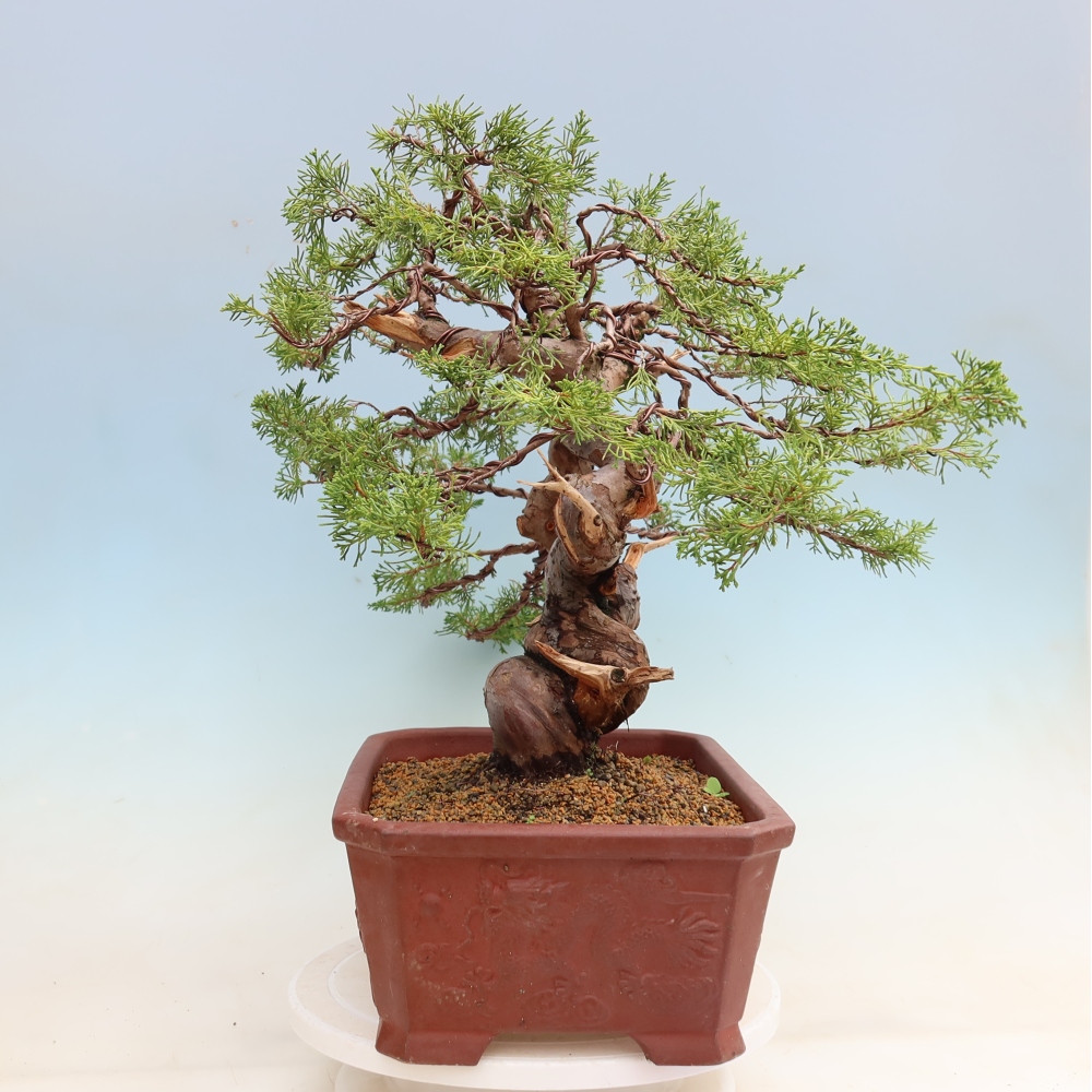 Kültéri bonsai - Juniperus chinensis Itoigawa-Juniperus chinensis