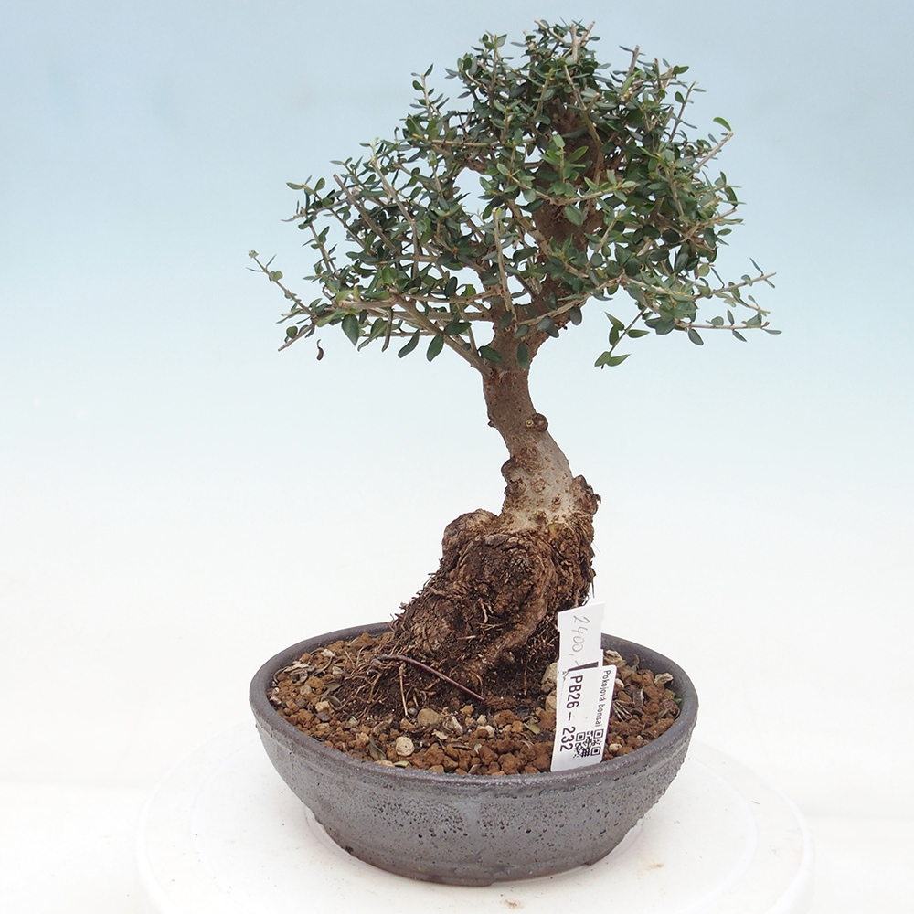 Beltéri bonsai - Olea europaea sylvestris