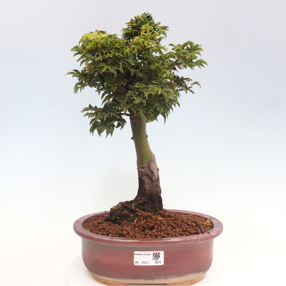 Kültéri bonsai -Javor pálma Acer palmatum Shishigashira