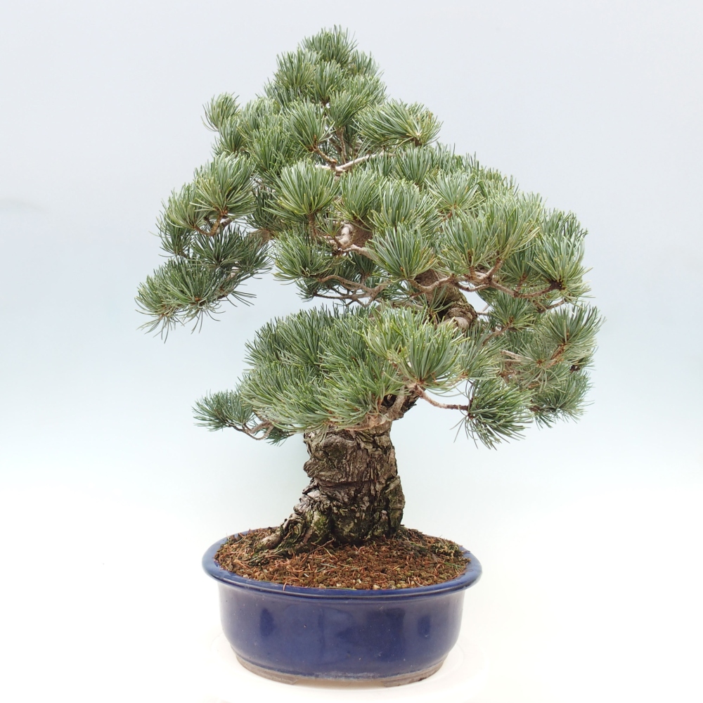 Kültéri bonsai - Pinus parviflora - Pinus parviflora
