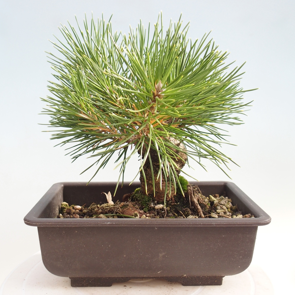 Kültéri bonsai - Pinus thunbergii - Thunberg fenyő