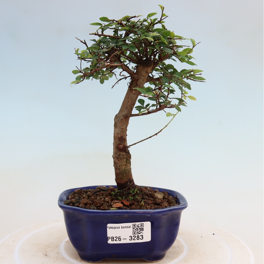 Szobai bonsai - Ulmus parvifolia - Kislevelű szilfa