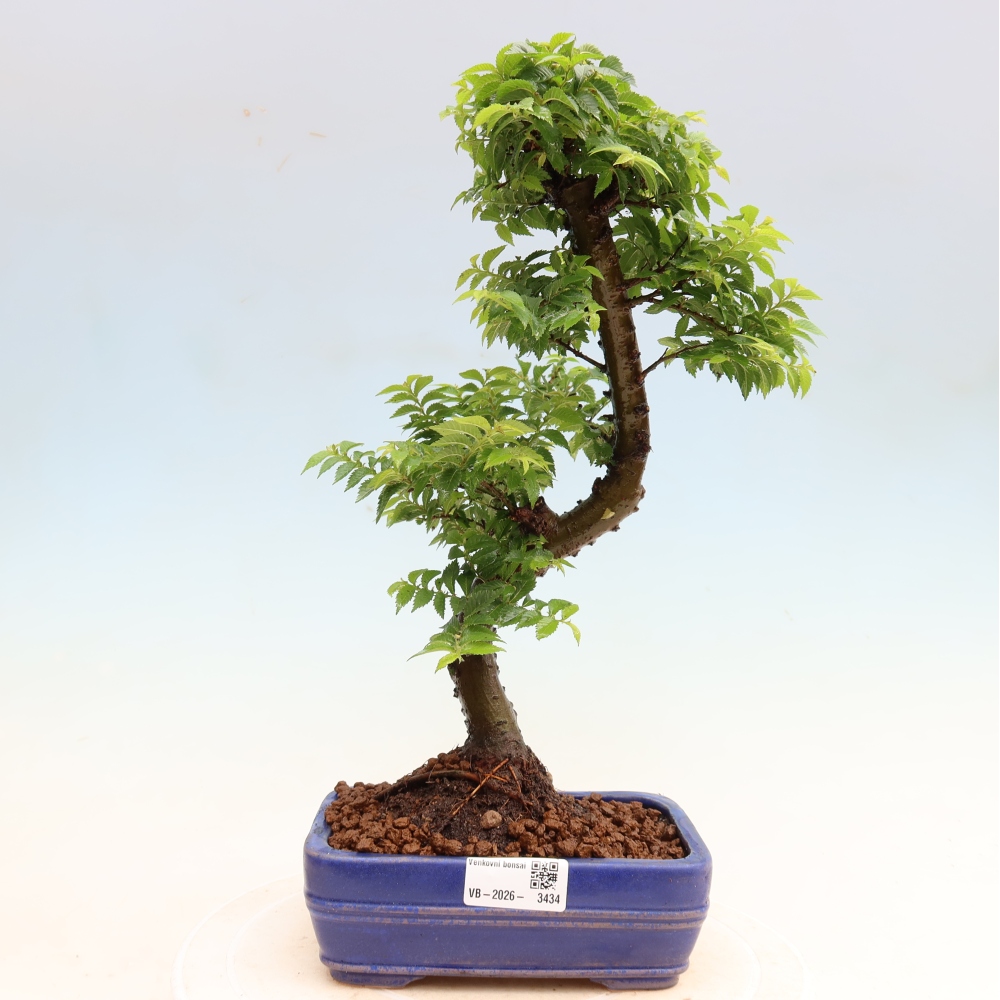 Kültéri bonsai – Ulmus Jacqueline Hillier – Gyönyörű szil