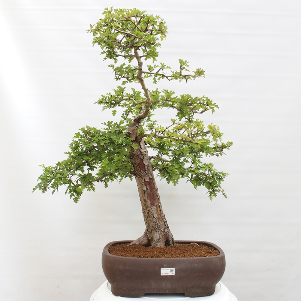 Kültéri bonsai - Galagonya - Crataegus monogyna